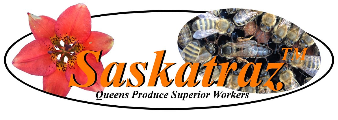 Saskatraz Queens - Olivarez - June 3rd