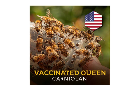 Reine carniolienne vaccinée 2024 - Californie