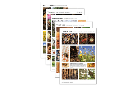 Ensemble d'affiches sur l'apiculture